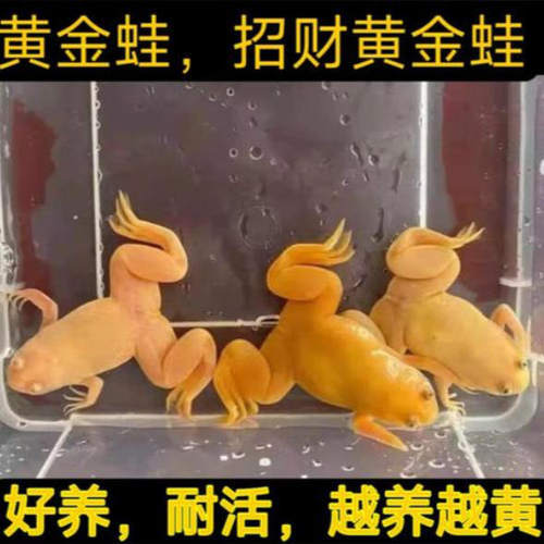 黄金蛙招财蛙易活青蛙活体宠物