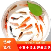 草金鱼红草金红锦鲫冷水好养易活冷水鱼淡水鱼小型鱼小金鱼观赏鱼
