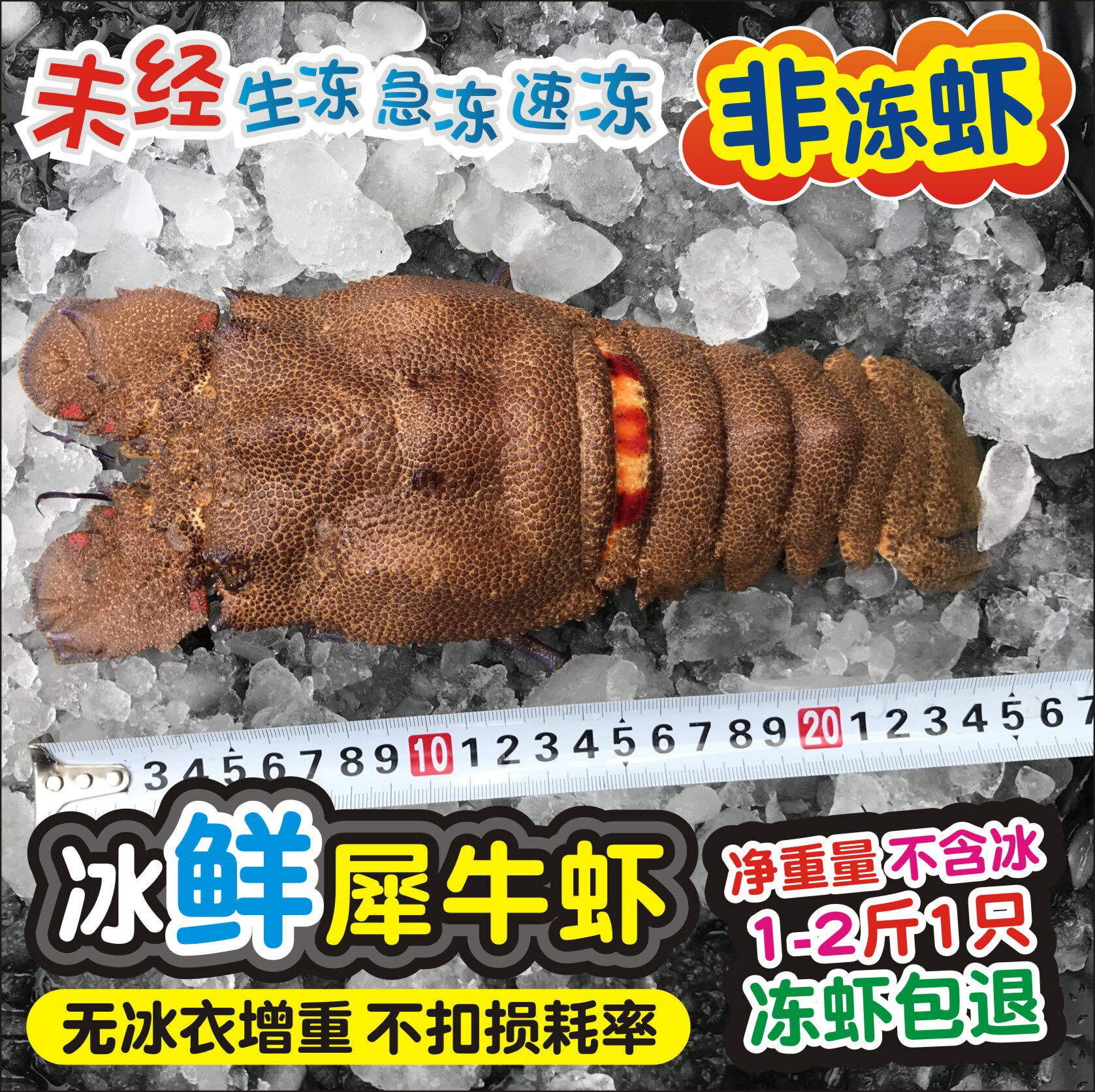 冰鲜犀牛虾大龙虾鲜活进口1只1-2斤规格可选非琵琶虾