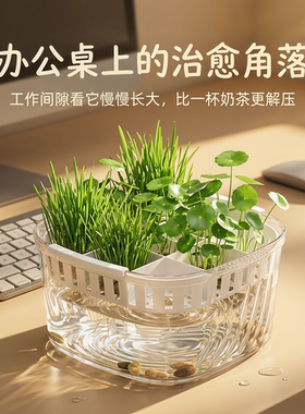 郁金香水培器皿水养种球专用盆
