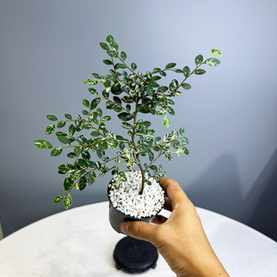芝麻榆树八房榆树花叶榆树好养易活桌面盆栽木本养护微型盆景素材