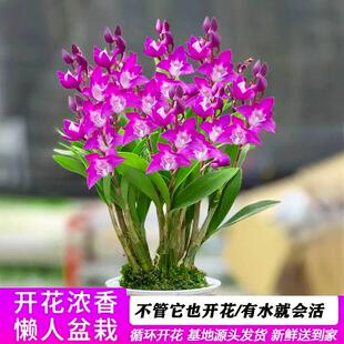 带花苞懒人植物澳洲香水石斛兰盆栽浓香办公室花卉室内微盆景水