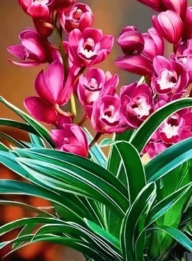 金边矮种宽叶中国龙带艺兰花苗红色大花浓香型四季兰室内绿植花卉