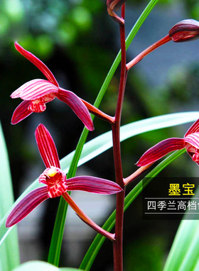 夏带花苞兰花苗墨宝建兰红色花四季兰铭品原生老种浓香高端绿植花