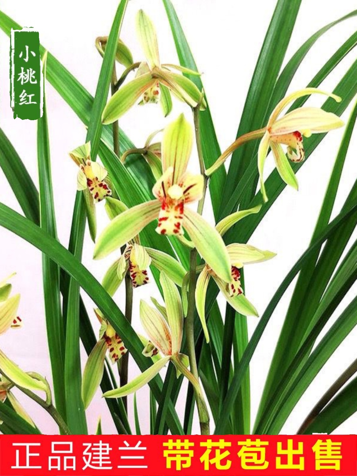 带花苞小桃红建兰四季兰浓香