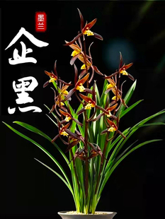 带花苞兰花苗报岁兰墨兰企黑金华山浓香客厅宽叶兰花室内花卉盆