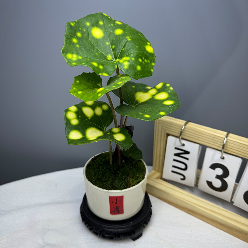 斑叶吴风草花叶浮云锦常绿耐阴