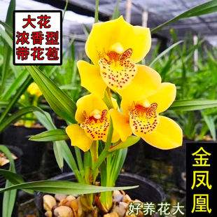 带花苞金凤凰大花蕙兰开花四季浓香型兰花苗厅室内盆栽好养花卉