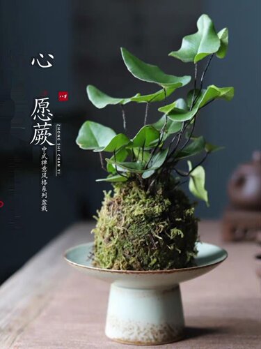 苔藓球心愿蕨禅意水培耐阴室内植物观叶桌面懒人绿植鲜活微景蕨类