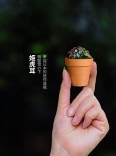 姬虎耳草迷你袖珍绿植微景观盆栽假山雨林缸造景素材桌面山野草