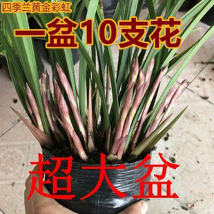 超香四季兰精品室内浓香花卉盆栽兰花带花苞黄金彩虹建兰好养易活