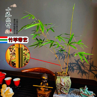 带艺竹子小琴丝竹苗丛生竹观赏竹杆金黄竖纹庭院书房室内盆栽绿植