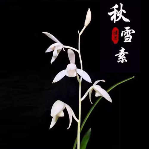 兰花苗带花苞兰花苗建兰秋雪浓香