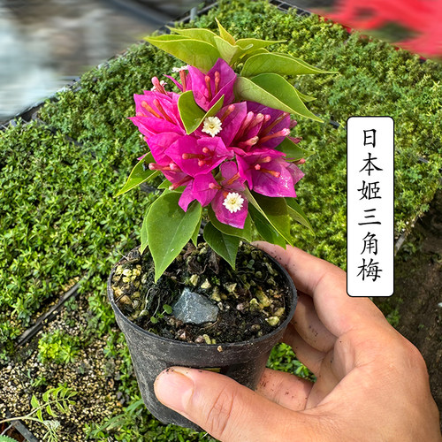 八房姬好养四季开花三角梅茶桌