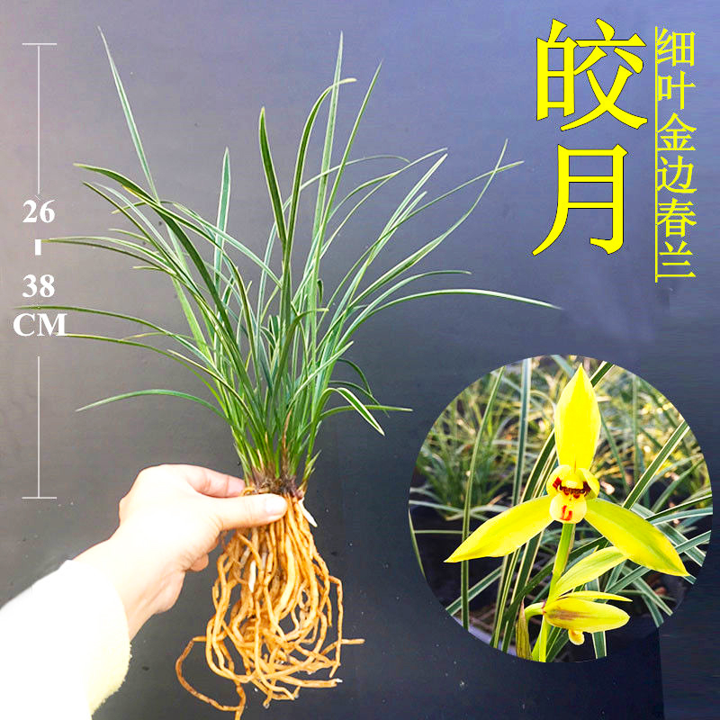 兰花皎月春兰高档名品浓香型金边线艺细叶兰花苗室内盆栽花卉绿植
