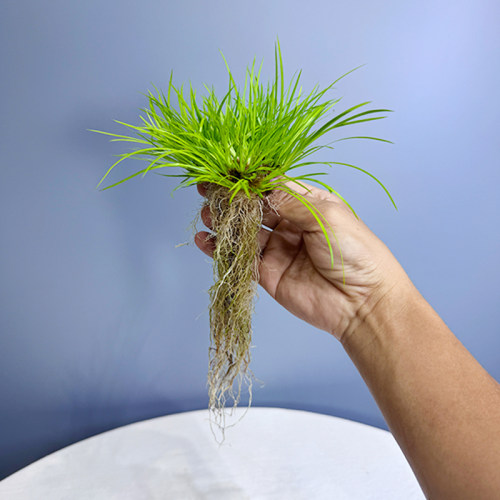 水培菖蒲迷你禅意绿植造景黄金姬