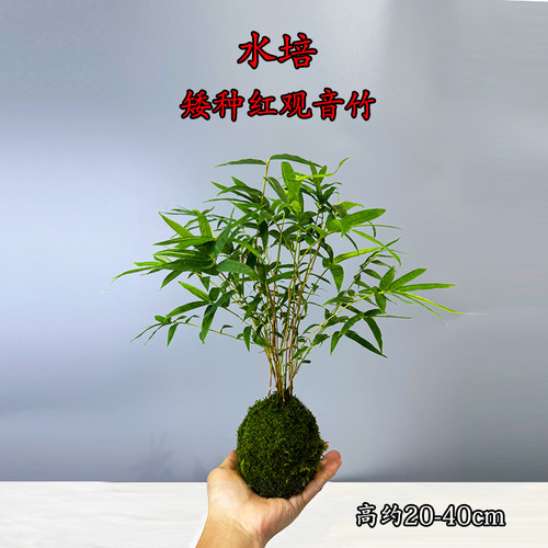 迷你矮种红观音苔藓球水培
