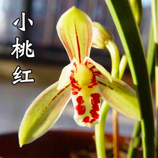 夏带花苞建兰小桃红浓香型兰花苗盆栽室内阳台好养易活花卉绿植