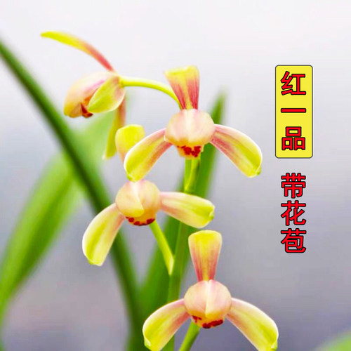 带花苞兰花苗老种建兰红一品