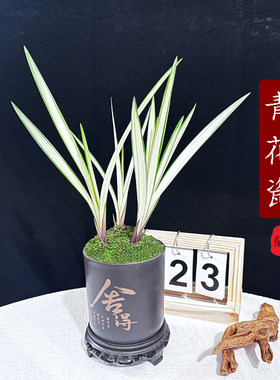 带盆种好白中透七彩翡翠白中透