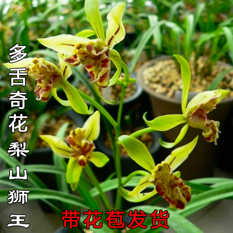 带花苞梨山狮王奇花建兰浓香型