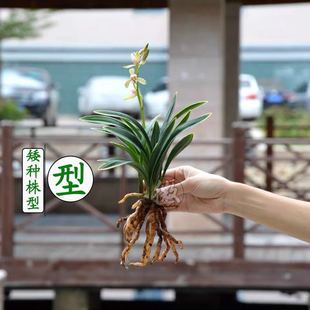 夏带花苞浓香型兰花苗禅月达摩金边矮种建兰四季兰室内绿植盆栽