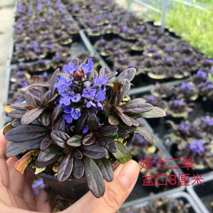 带花苞姬十二单单筋骨草日本山野草巧克力色叶蓝花植物耐寒耐热