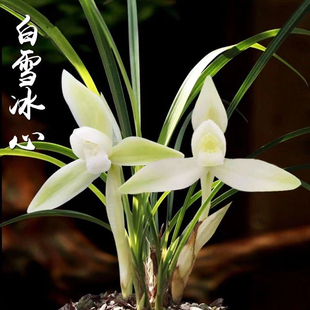 带花苞兰花苗浓香型春兰白雪冰心阿里山素花室内阳台花卉盆栽绿