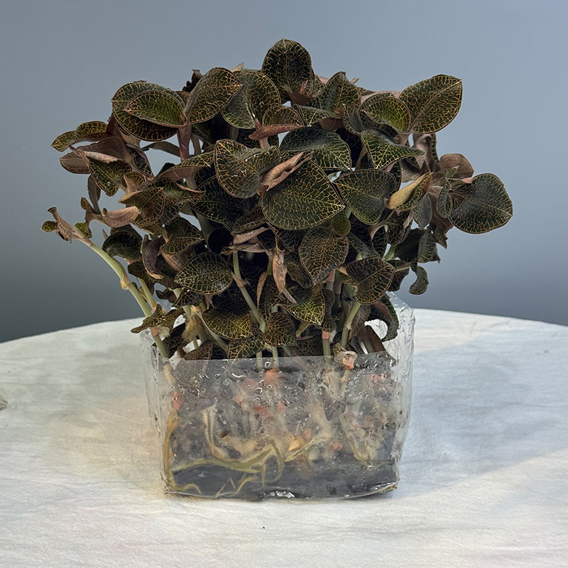 正宗袋装金线莲种苗福建南靖红霞组培苗袋苗新鲜盆栽盆景可食用