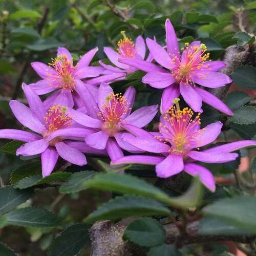 带花苞姬水莲木盆栽日本木苗