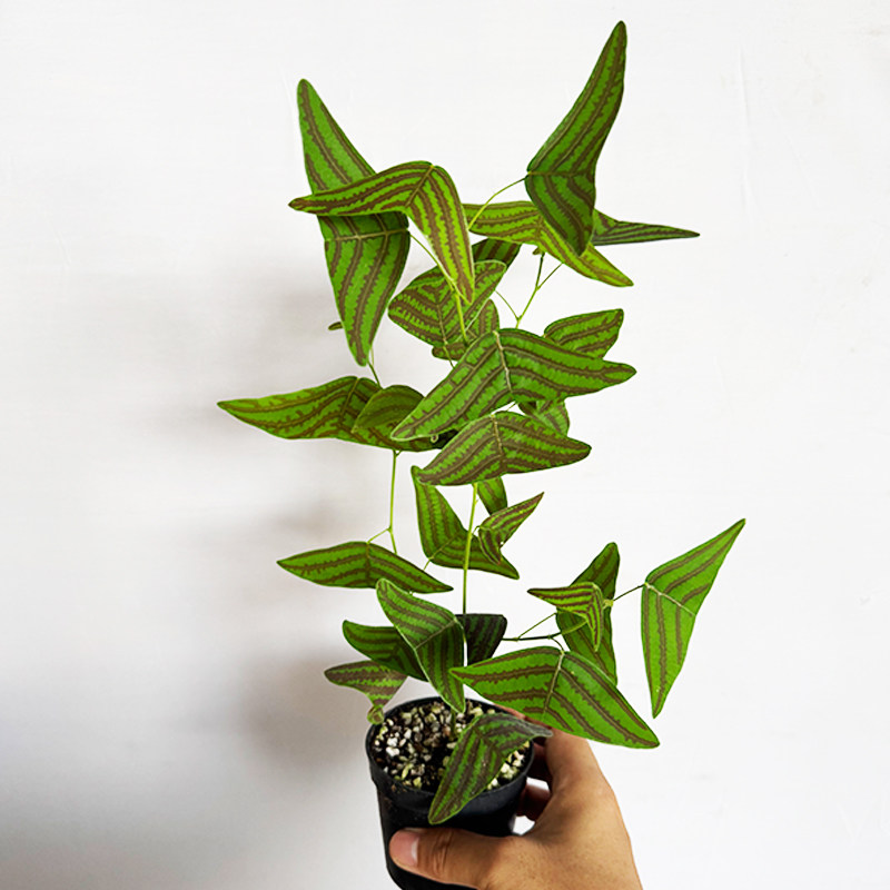进口飞机草蝙蝠草盆栽室内绿植多年生观叶植物新手好养新奇植物