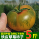 草莓番茄铁皮柿子新鲜小番茄现摘水果自然熟西红柿福建漳州圣女果