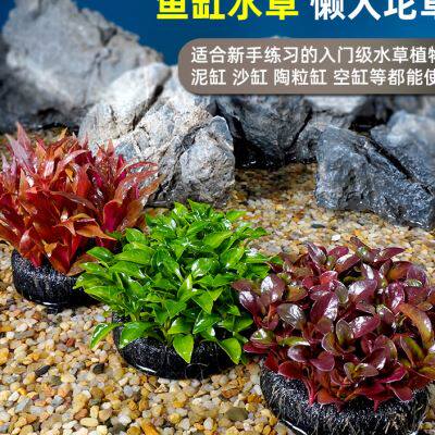 水草鱼缸植物净水水培千草堂水族造景懒人坨草迷你水生真草缸定植