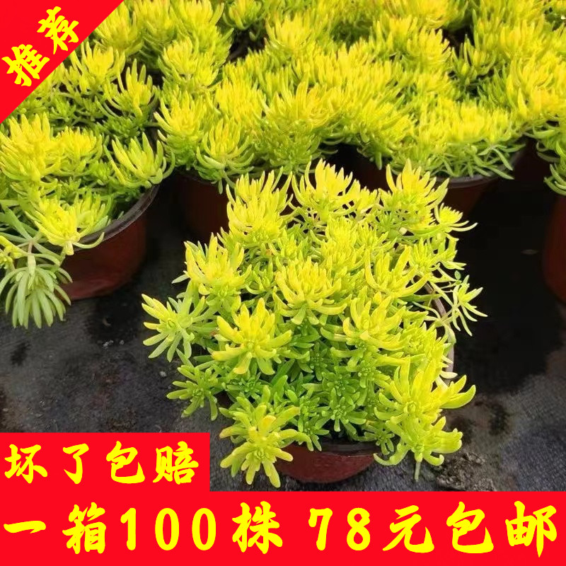 黄金佛甲草庭院四季常绿耐旱耐旱