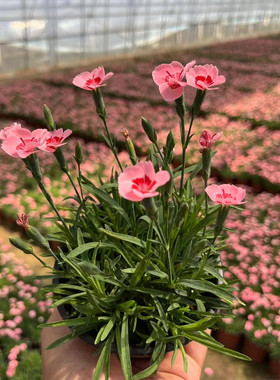 欧石竹花苗蜜桃石竹初吻常绿开花草坪多年生盆栽庭院绿化耐寒耐旱