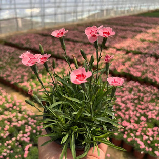 欧石竹花苗蜜桃石竹初吻常绿开花草坪多年生盆栽庭院绿化耐寒耐旱