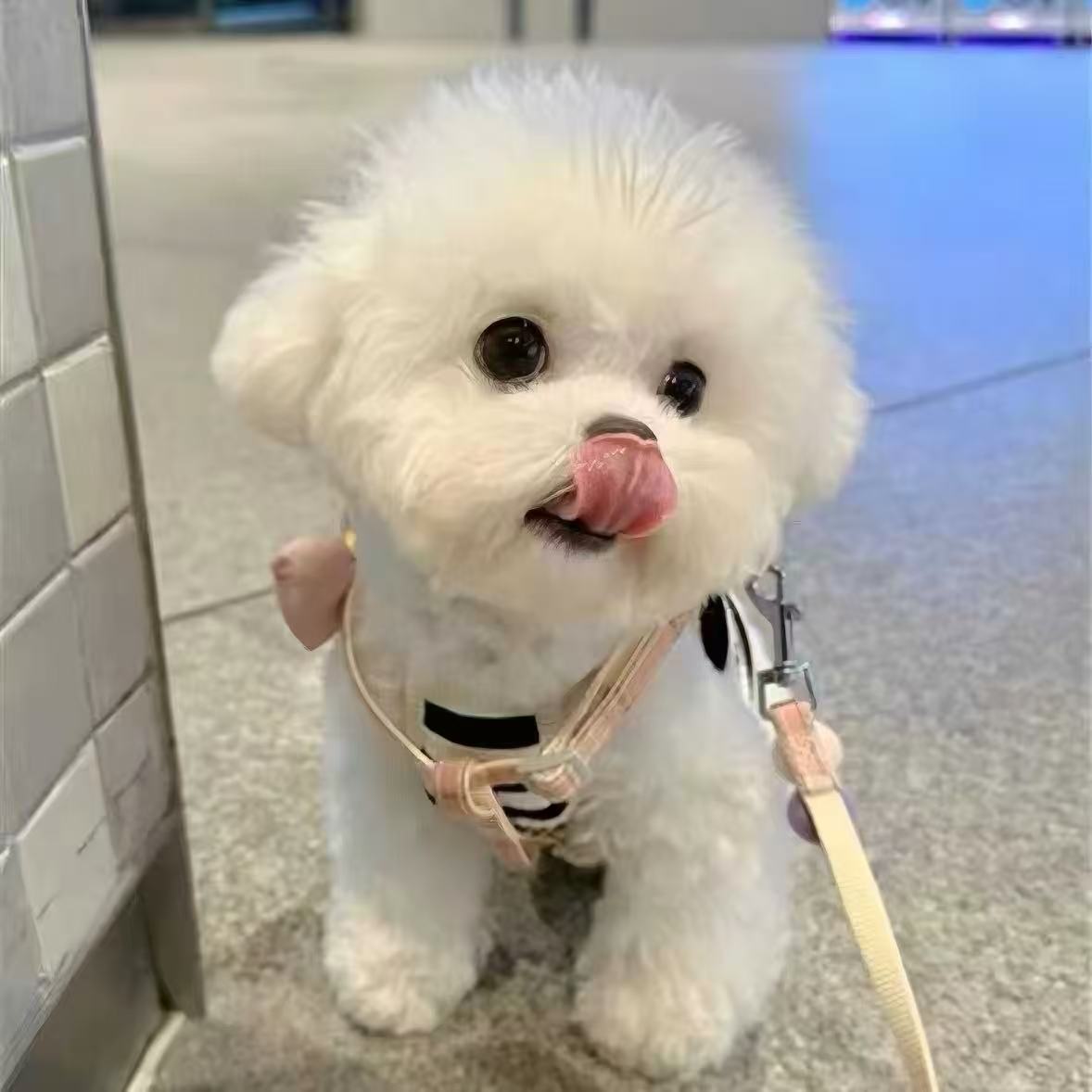 纯种比熊幼犬活体真狗比熊犬泰迪犬小型犬茶杯犬博美犬白色宠物狗