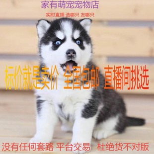 哈士奇幼犬纯种活体阿拉斯加犬雪橇犬二哈幼犬活物大型犬宠物狗狗