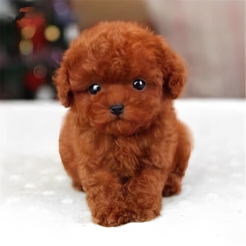 泰迪幼犬活体小狗茶杯犬泰迪贵宾犬宠物狗活体小狗幼崽真狗狗