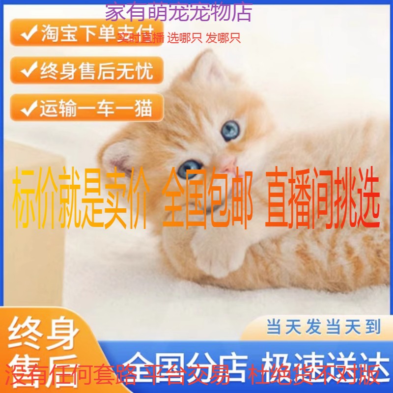 小猫咪活体田园猫宠物猫家养猫橘猫幼猫狸花猫宠物猫领养猫咪活物-封面