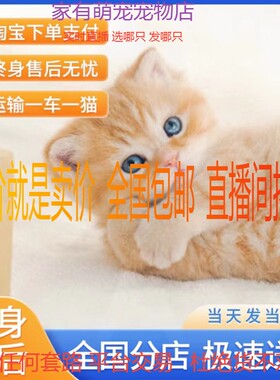 小猫咪活体田园猫宠物猫家养猫橘猫幼猫狸花猫宠物猫领养猫咪活物