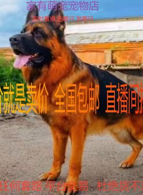 德国牧羊犬幼犬弓背黑背
