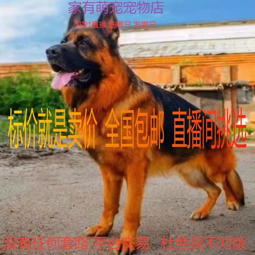 德国牧羊犬幼犬弓背黑背