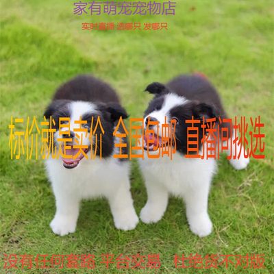 边牧幼犬纯种活体陨石宠物狗犬舍高智商赛级双血统边境牧羊犬幼崽