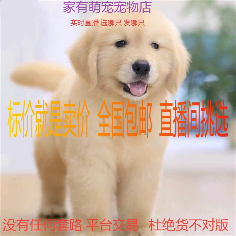 CKU犬舍中型纯种金毛幼犬