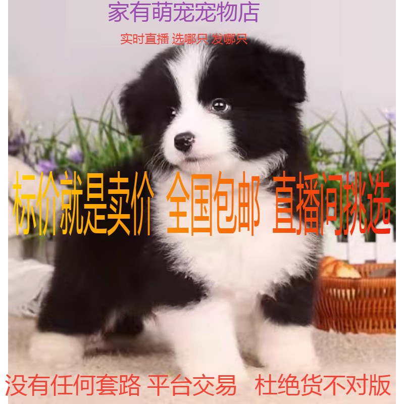 边牧幼犬边境牧羊犬高智商狗狗黑白中型犬混血德牧金毛拉布拉多串