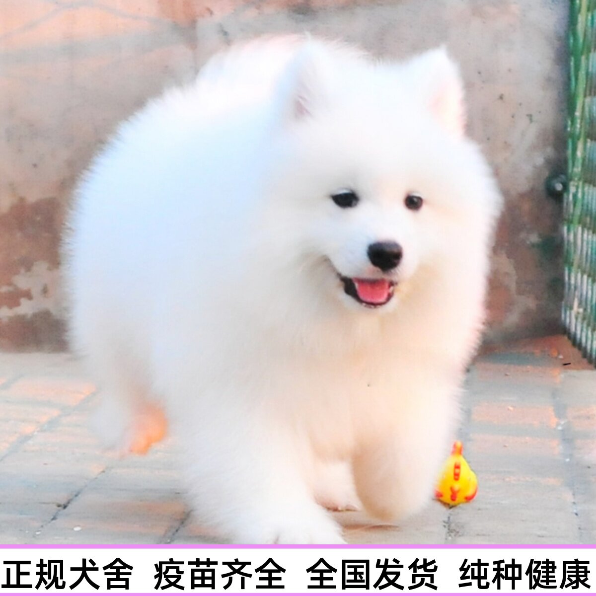 纯种熊版萨摩耶幼犬中型犬白色微笑天使萨摩耶犬大白熊宠物狗活物图片