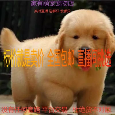 金毛犬活体金毛枫叶红金毛沙滩金巡回狩猎犬狗狗活体金毛幼犬