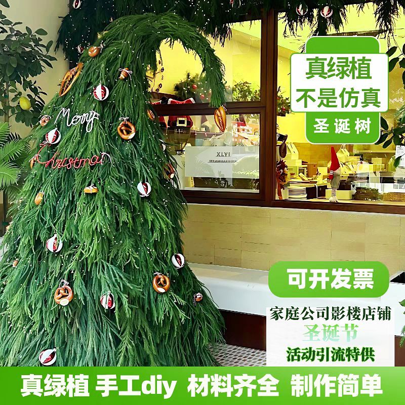 圣诞树真树天竺少女松枝诺贝松枝