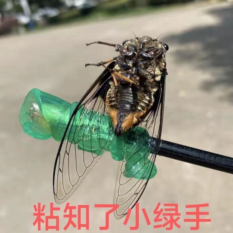 小绿手捕抓知了神器超粘粘蝉工具